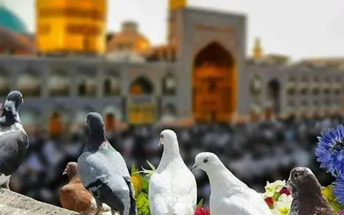 هفت وادی_کاماپرس