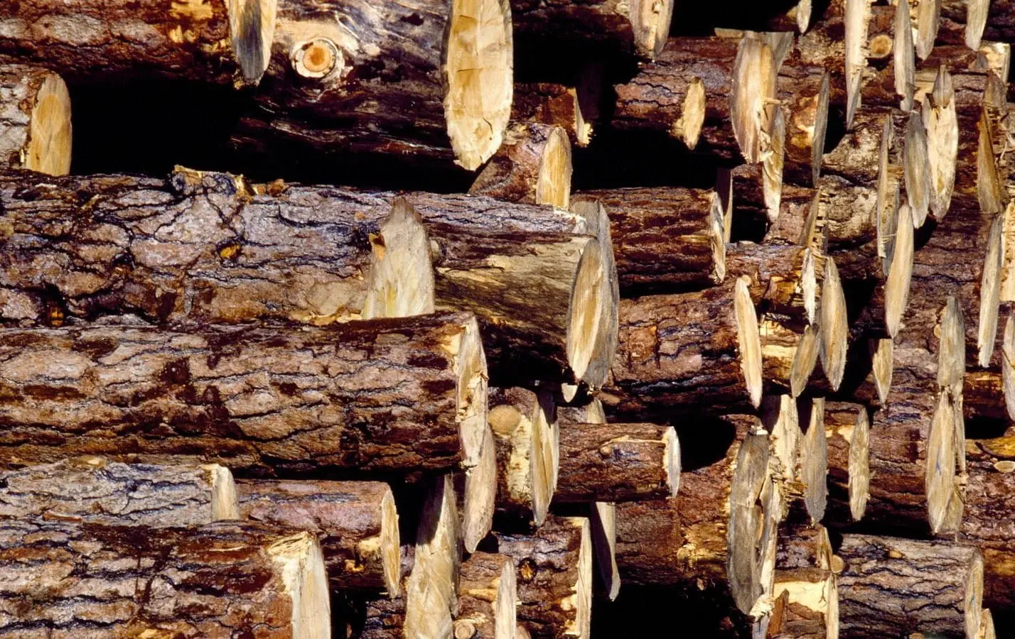 wood10023