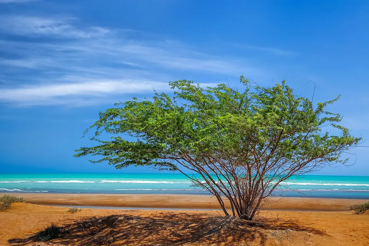 جزیره قشم - کاماپرس