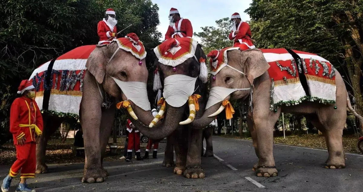 کریسمسی متفاوت در باغ نونگ نووچ پاتایا-کاماپرس