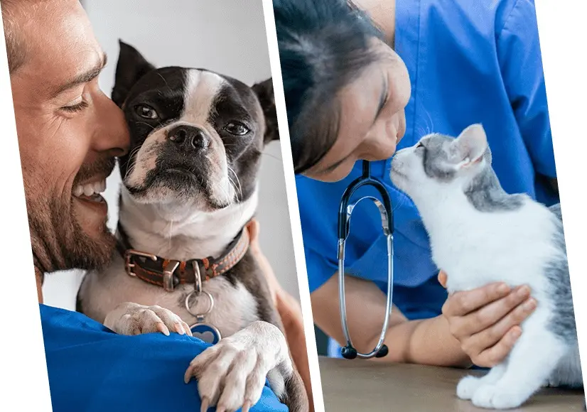 برخورد پرسنل با حیوان؛ مهمتر از برخورد با صاحب پت-کاماپرس