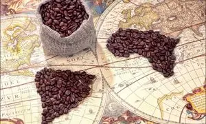 تمندر طلایی؛ آماده صادرات قهوه و نوشیدنی‌های تخصصی ایرانی به خلیج فارس