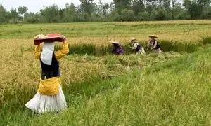ظرفیت فراموش‌شده توسعه پایدار و ضرورت تسهیل مجوزها برای بخش خصوصی
