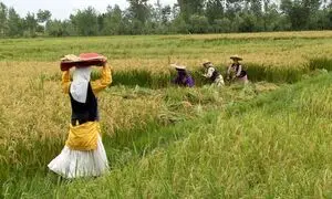 ظرفیت فراموش‌شده توسعه پایدار و ضرورت تسهیل مجوزها برای بخش خصوصی