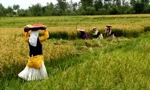 ظرفیت فراموش‌شده توسعه پایدار و ضرورت تسهیل مجوزها برای بخش خصوصی