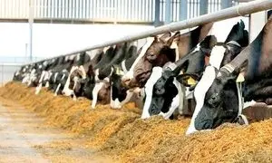 برگزاری پنل تخصصی با موضوع کاربرد ریز مغذی ها در تولیدات دامی