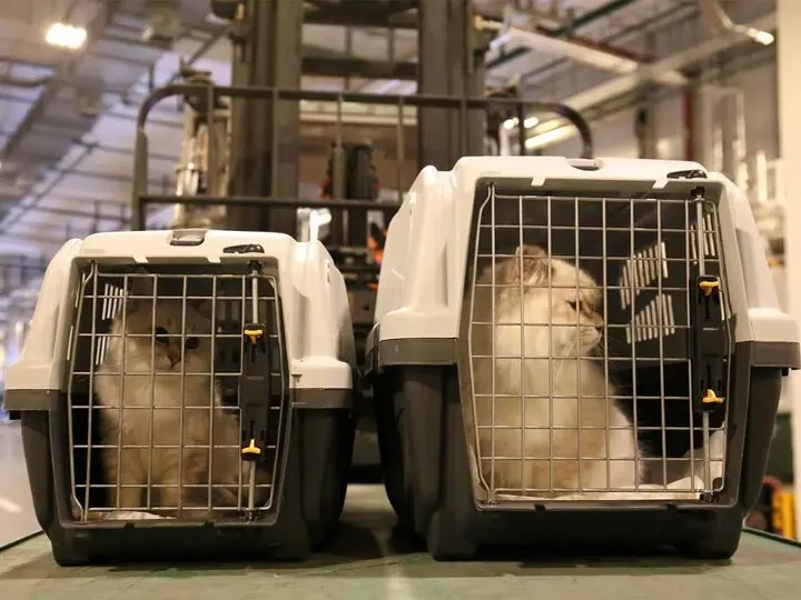 پشت پرده واردات سگ و گربه از روسیه به ایران