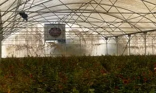 بهترین کولر صنعتی برای گلخانه و مزایای آن