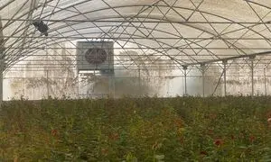 بهترین کولر صنعتی برای گلخانه و مزایای آن