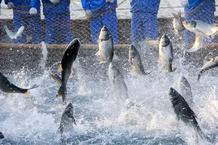 نمایشگاه دام و طیور میزبان پنلی با موضوع سرمایه گذاری در صنعت آبزیان