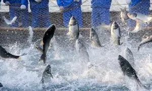 نمایشگاه دام و طیور میزبان پنلی با موضوع سرمایه گذاری در صنعت آبزیان