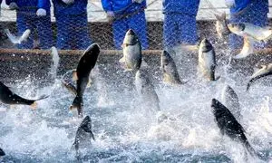 نمایشگاه دام و طیور میزبان پنلی با موضوع سرمایه گذاری در صنعت آبزیان
