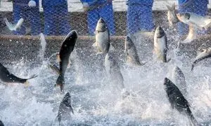 نمایشگاه دام و طیور میزبان پنلی با موضوع سرمایه گذاری در صنعت آبزیان