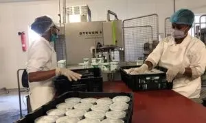 نگاهی به فروش داخلی و خارجی شرکتهای لبنی