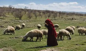 روایت دختری که برای نجات گله تنها می‌ماند