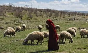 روایت دختری که برای نجات گله تنها می‌ماند