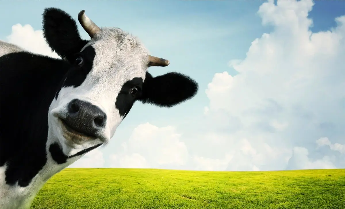 برگزاری ششمین جشنواره ملی گاو هلشتاین ایران از ۱۴ تا ۱۷ آبان