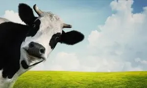 برگزاری ششمین جشنواره ملی گاو هلشتاین ایران از ۱۴ تا ۱۷ آبان