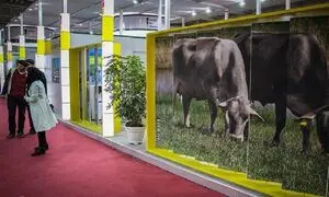 حضور نمایندگان ۱۶ کشور در نمایشگاه دام و طیور تهران