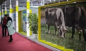 حضور نمایندگان ۱۶ کشور در نمایشگاه دام و طیور تهران