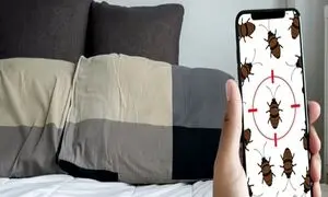 4 نشانه وجود حشره ساس در هتل و اقامتگاه