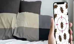 4 نشانه وجود حشره ساس در هتل و اقامتگاه