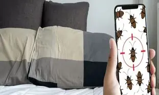 4 نشانه وجود حشره ساس در هتل و اقامتگاه