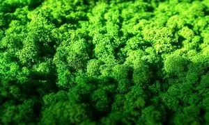 هنر استفاده از قاب‌‌ خزه‌ ای در خلق اثر جاودانه از طبیعت