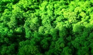 هنر استفاده از قاب‌‌ خزه‌ ای در خلق اثر جاودانه از طبیعت