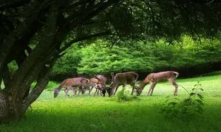 5 جاذبه طبیعی و تاریخی ارسباران برای تعطیلات خرداد