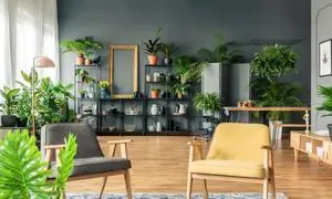 5 نخل آپارتمانی برای داشتن دکوراسیونی لوکس در خانه