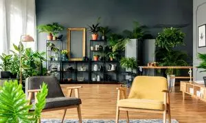 5 نخل آپارتمانی برای داشتن دکوراسیونی لوکس در خانه