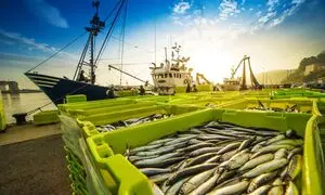 تقدیر سفیر ازبکستان از گروه شرکت‌های 21 بیضا
