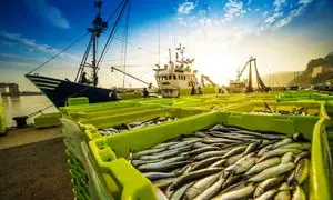 تقدیر سفیر ازبکستان از گروه شرکت‌های 21 بیضا