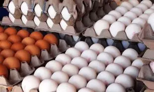زنگ خطر افزایش قیمت تخم مرغ ، مرغ، گوشت و لبنیات