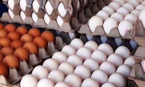 زنگ خطر افزایش قیمت تخم مرغ ، مرغ، گوشت و لبنیات