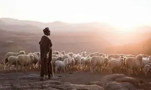 فرصت شغلی چوپان های ایرانی برای کار در ارمنستان