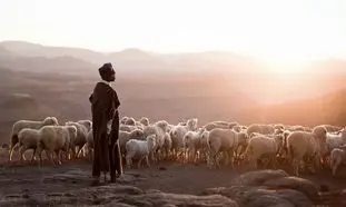 فرصت شغلی چوپان های ایرانی برای کار در ارمنستان