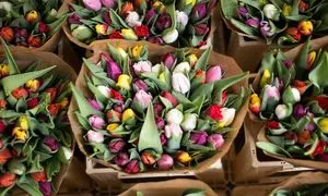 راهنمای خرید آنلاین گل شب یلدا