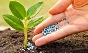 خرید آنلاین بذر ، سم، کود و ابزار کشاورزی در دوران قرنطینه