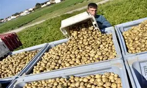 سموم چینی در مواد غذایی و محصولات کشاورزی ایرانی