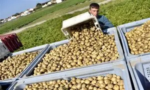 سموم چینی در مواد غذایی و محصولات کشاورزی ایرانی