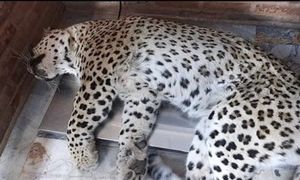 پلنگ قائم شهر تلف شد / شلیک با تفنگ قبل از بیهوشی؟