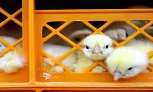 پشت پرده ویدئوی زنده به گور کردن جوجه های یک روزه + فیلم