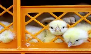 پشت پرده ویدئوی زنده به گور کردن جوجه های یک روزه + فیلم
