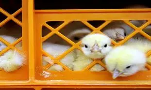 پشت پرده ویدئوی زنده به گور کردن جوجه های یک روزه + فیلم