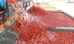 گوجه فرنگی ارزان می شود، رب گوجه فرنگی گران !