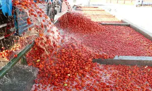 گوجه فرنگی ارزان می شود، رب گوجه فرنگی گران !