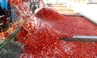 گوجه فرنگی ارزان می شود، رب گوجه فرنگی گران !