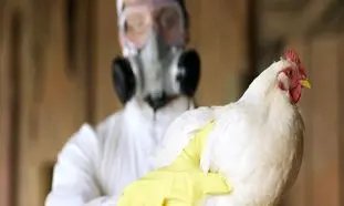 باز هم در چین ؛ شناسایی گونه جدید آنفولانزا